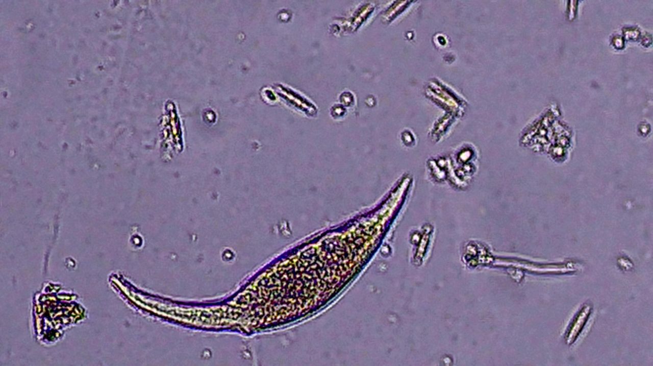 Da una semplice pozzanghera si svela un mondo invisibile
